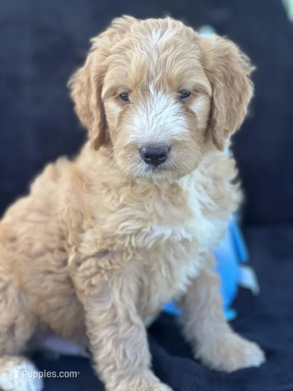 Dexter , a male Goldendoodle for sale in Lakeland, FL – Photo 1 of 10