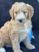 Dexter , a male Goldendoodle for sale in Lakeland, FL – Photo 1 of 10