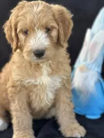 Dexter , a male Goldendoodle for sale in Lakeland, FL – Photo 5 of 10