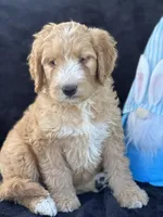 Dexter , a male Goldendoodle for sale in Lakeland, FL – Photo 9 of 10
