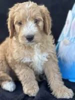 Dexter , a male Goldendoodle for sale in Lakeland, FL – Photo 2 of 10