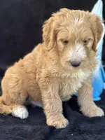 Dexter , a male Goldendoodle for sale in Lakeland, FL – Photo 6 of 10