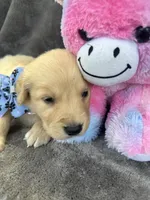 Bailey 577, a female Golden Retriever for sale in Lakeland, FL – 3 of 10