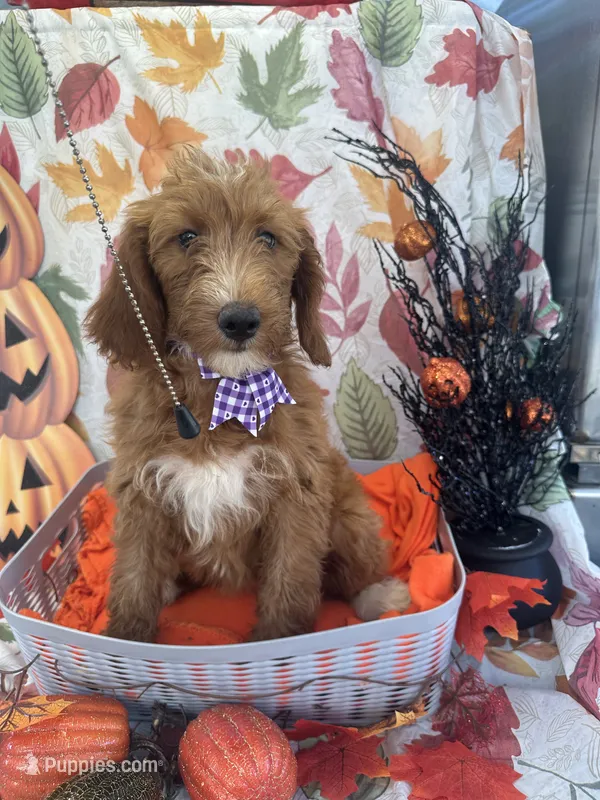 Daphne 398. F1b – Goldendoodle, Poodle - Miniature  puppy for sale in Lakeland, FL