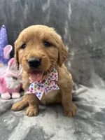 Betty Lou - 199, a female Golden Retriever for sale in Lakeland, FL – 5 of 10