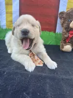 Samuel, a male Golden Retriever for sale in Lakeland, FL – Photo 9 of 10