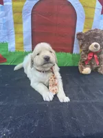 Samuel, a male Golden Retriever for sale in Lakeland, FL – Photo 6 of 10