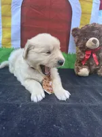 Samuel, a male Golden Retriever for sale in Lakeland, FL – Photo 5 of 10