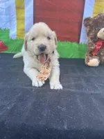 Samuel, a male Golden Retriever for sale in Lakeland, FL – Photo 8 of 10