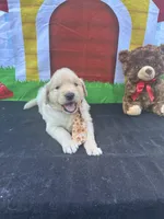 Samuel, a male Golden Retriever for sale in Lakeland, FL – Photo 7 of 10