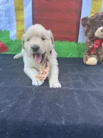 Samuel, a male Golden Retriever for sale in Lakeland, FL – Photo 3 of 10