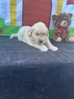 Samuel, a male Golden Retriever for sale in Lakeland, FL – Photo 1 of 10