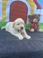 Samuel, a male Golden Retriever for sale in Lakeland, FL – Photo 2 of 10