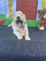 Samuel, a male Golden Retriever for sale in Lakeland, FL – Photo 4 of 10