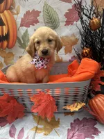 Belle 578, a female Golden Retriever for sale in Lakeland, FL – 9 of 10