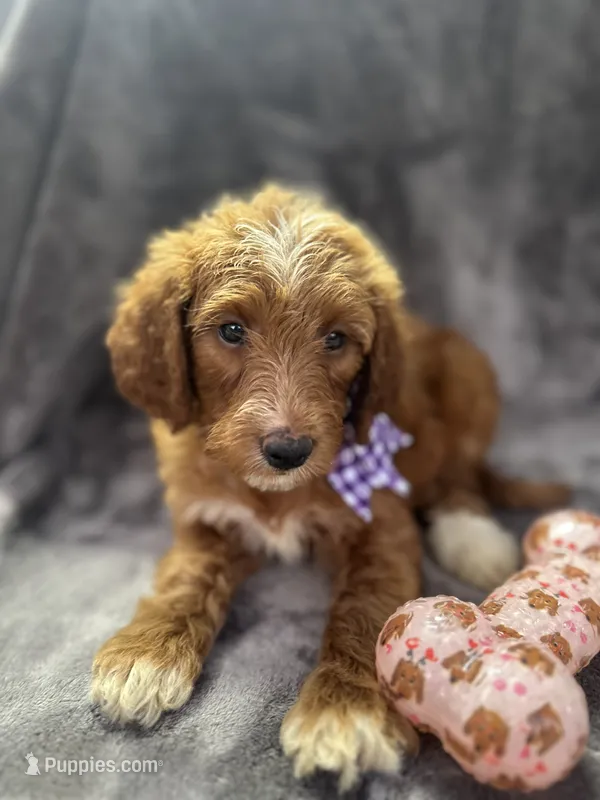 Daphne 398. F1b – Goldendoodle, Poodle - Miniature  puppy for sale in Lakeland, FL