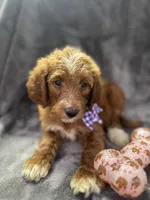 Daphne 398. F1b, a female Goldendoodle and Poodle - Miniature  for sale in Lakeland, FL – 1 of 10