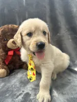 Sammy - 191, a male Golden Retriever for sale in Lakeland, FL – 10 of 10