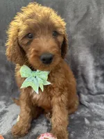 Dixie 399 F1b, a female Goldendoodle and Poodle - Miniature  for sale in Lakeland, FL – 6 of 10