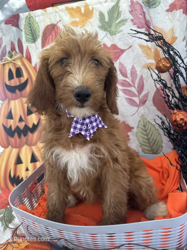 Daphne 398. F1b – Goldendoodle, Poodle - Miniature  puppy for sale in Lakeland, FL