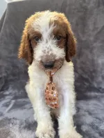 Dash 385 F1b, a male Goldendoodle and Poodle - Miniature  for sale in Lakeland, FL – 8 of 10