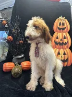 Dash 372 F1b, a male Goldendoodle and Poodle - Miniature  for sale in Lakeland, FL – 4 of 10