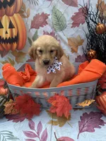 Belle 578, a female Golden Retriever for sale in Lakeland, FL – 6 of 10