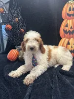 Diesel 390 F1b , a male Goldendoodle and Poodle - Miniature  for sale in Lakeland, FL – 5 of 10