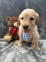 Bruno -195, a male Golden Retriever for sale in Lakeland, FL – 5 of 10