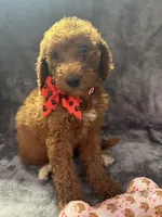 Daisy 394, a female Goldendoodle and Poodle - Miniature  for sale in Lakeland, FL – 9 of 10