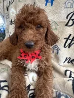Rae-Rae -128, a female Labradoodle and Poodle - Standard  for sale in Lakeland, FL – 4 of 10