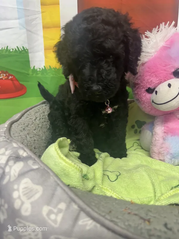Midnight 386 – Bernedoodle, Miniature Bernedoodle puppy for sale in Lakeland, FL