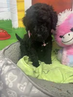 Midnight 386, a female Bernedoodle and Miniature Bernedoodle for sale in Lakeland, FL – 1 of 10