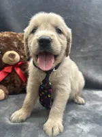 Sampson - 190, a male Golden Retriever for sale in Lakeland, FL – 3 of 10