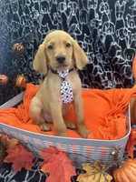 Male, a male Labradoodle and Golden Retriever for sale in Lakeland, FL – 5 of 10