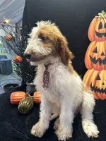 Dash 372 F1b, a male Goldendoodle and Poodle - Miniature  for sale in Lakeland, FL – 9 of 10