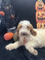 Duke 391 F1b , a male Goldendoodle and Poodle - Miniature  for sale in Lakeland, FL – 5 of 10