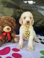 Samuel - 330, a male Labradoodle and Poodle - Standard  for sale in Lakeland, FL – 6 of 10
