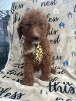 Ricky- 124, a male Labradoodle and Poodle - Standard  for sale in Lakeland, FL – 8 of 10