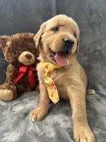 Bingo -192, a male Golden Retriever for sale in Lakeland, FL – 6 of 10