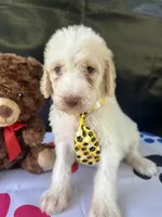 Samuel - 330, a male Labradoodle and Poodle - Standard  for sale in Lakeland, FL – 7 of 10