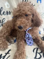 Ralph - 122, a male Labradoodle and Poodle - Standard  for sale in Lakeland, FL – 2 of 10