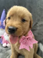 Betsy -194, a female Golden Retriever for sale in Lakeland, FL – 5 of 10