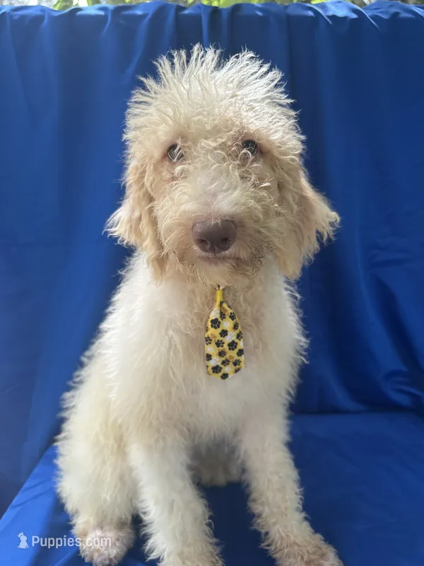 Samuel - 330 – Labradoodle, Poodle - Standard  puppy for sale in Lakeland, FL