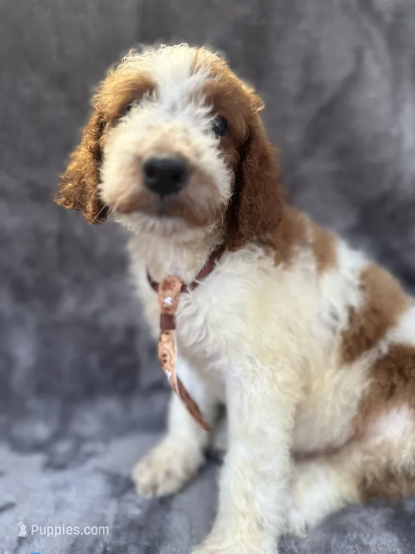 Dash 385 F1b – Goldendoodle, Poodle - Miniature  puppy for sale in Lakeland, FL