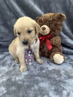 Baxter 570, a male Golden Retriever for sale in Lakeland, FL – 2 of 10