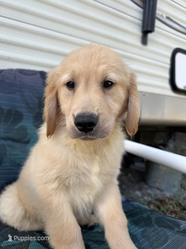 Simba – Golden Retriever puppy for sale in Lakeland, FL