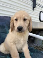 Simba, a male Golden Retriever for sale in Lakeland, FL – Photo 1 of 10