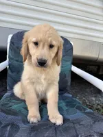Simba, a male Golden Retriever for sale in Lakeland, FL – Photo 5 of 10