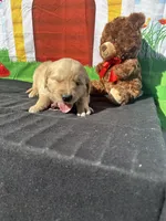 Simba, a male Golden Retriever for sale in Lakeland, FL – Photo 4 of 10